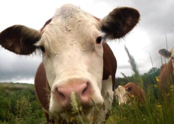 У господарстві на Конотопщині виявили лейкоз у великої рогатої худоби