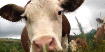 У господарстві на Конотопщині виявили лейкоз у великої рогатої худоби