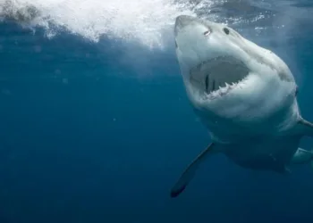 Вид під загрозою зникнення: вчені зі США попередили про різке скорочення популяції великих білих акул в Середземному морі
