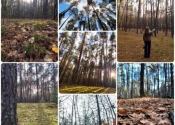 Вихованці ОМЦПО-МАН здобули блискучу перемогу у Міжнародному конкурсі мистецтв “Колір мистецтва”