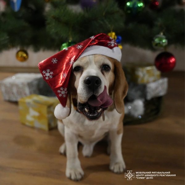 Чотирилапі рятувальники ДСНС привітали українців із Новим роком