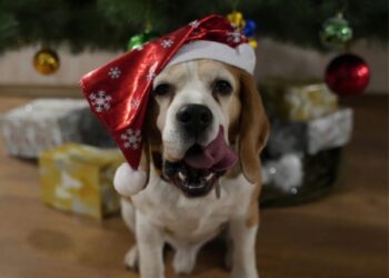 Чотирилапі рятувальники ДСНС привітали українців із Новим роком