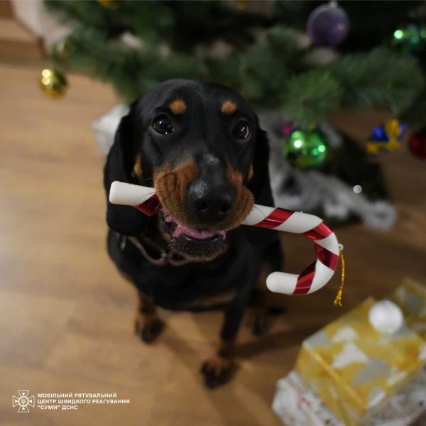 Чотирилапі рятувальники ДСНС привітали українців із Новим роком