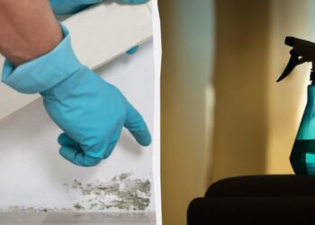 Цвіль більше не повернеться: доступний засіб врятує стіни від темних плям