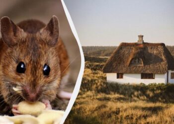 Миші втечуть із вашого будинку навіть без отрути: ось як можна їх відвадити
