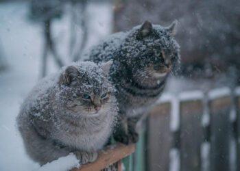 На Сумщину повертаються сильні морози: жителів області закликають бути уважними та дотримуватися заходів безпеки під час різкого похолодання