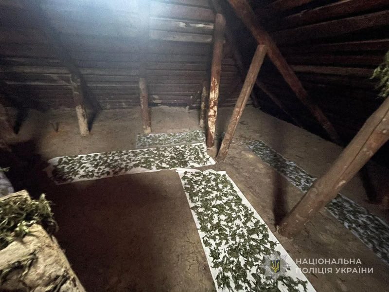 Поліція Конотопа викрила 46-річного жителя у незаконному вирощуванні нарковмісних рослин