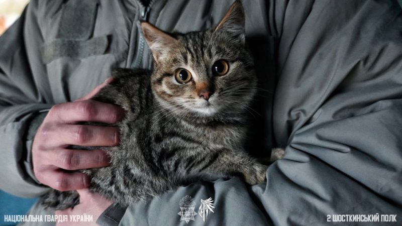 Пухнасті друзі на передовій: як тварини підтримують шосткинських гвардійців