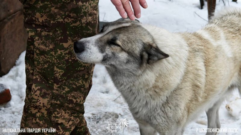 Пухнасті друзі на передовій: як тварини підтримують шосткинських гвардійців