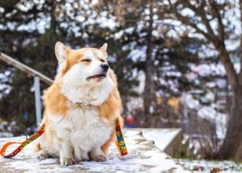 Що робити, якщо собака тягне повідець на прогулянці: експерт-кінолог поділилася порадами