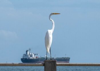 Індія закупила два мільйони барелів венесуельської нафти – ЗМІ