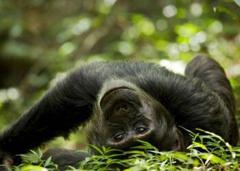 Вчені знайшли нові докази гіпотези п’яної мавпи