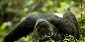 Вчені знайшли нові докази  гіпотези п’яної мавпи