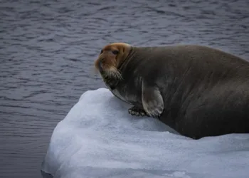 Кабмін затвердив Стратегію України щодо Антарктики, Арктики та Світового океану на 2026-2035 роки