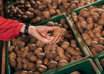 В Україні дорожчає картопля: скільки вже коштує кілограм