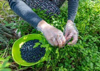 В Україні нема кому збирати врожай влітку: скільки фермери планують платити