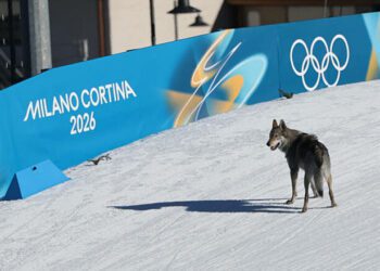 ВІДЕО. Чотирилапий гість на трасі: як пес пробіг лижну гонку на ОІ-2026