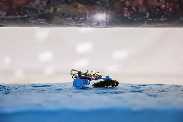 Сінгапурські вчені створили тарганів-кіборгів