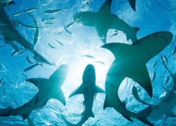 На Багамах в крові акул виявили кокаїн і кофеїн