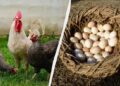Експерт розповів, що треба додати в корм курей в березні: нестимуться багато і щодня