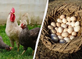 Експерт розповів, що треба додати в корм курей в березні: нестимуться багато і щодня