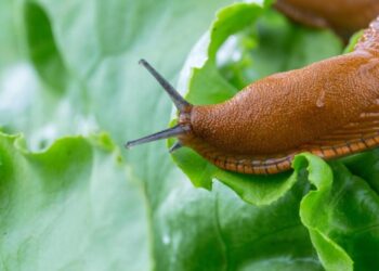 Слимаки нищили сад, поки в ньому не посадили одну квітку: що їх відлякало назавжди