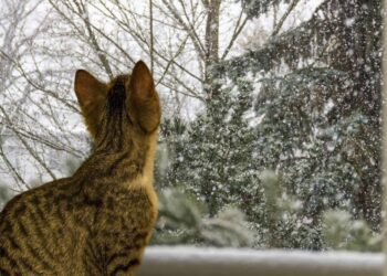 У перші дні березня на Сумщині очікується мокрий сніг, на дорогах ожеледиця