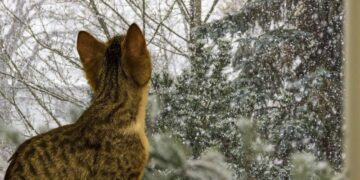 У перші дні березня на Сумщині очікується мокрий сніг, на дорогах ожеледиця