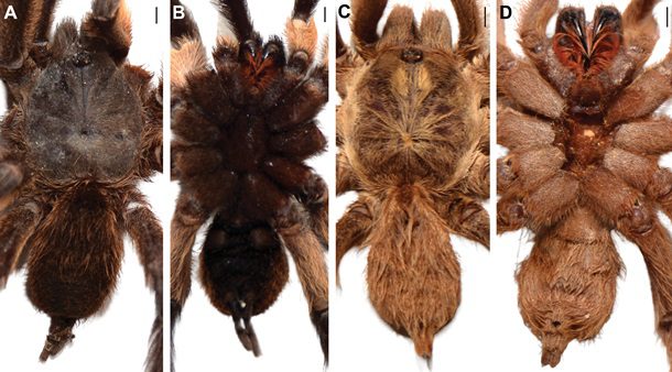 Вчені відкрили новий вид тарантулів