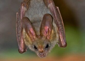 Коронавірус кажанів мутує для нових спроб зараження людей – вчені