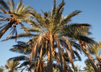 Вчені навчилися перетворювати відходи від пальм на біопаливо