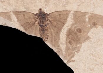 У Франції знайшли cкам янілість із найдавнішим метеликом-імператором