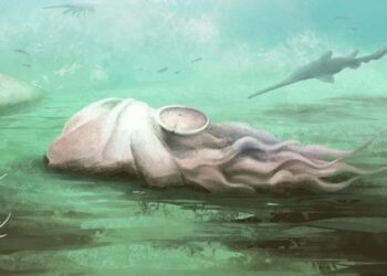 Найдавніший відомий восьминіг виявився зовсім іншою істотою