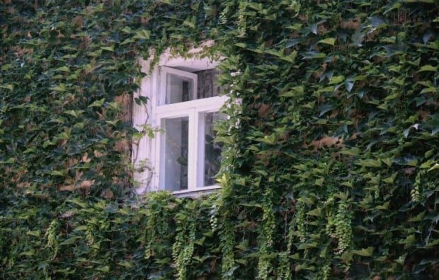 Ці 7 багаторічних рослин красиві, але садити їх не можна: потім не виведете з саду