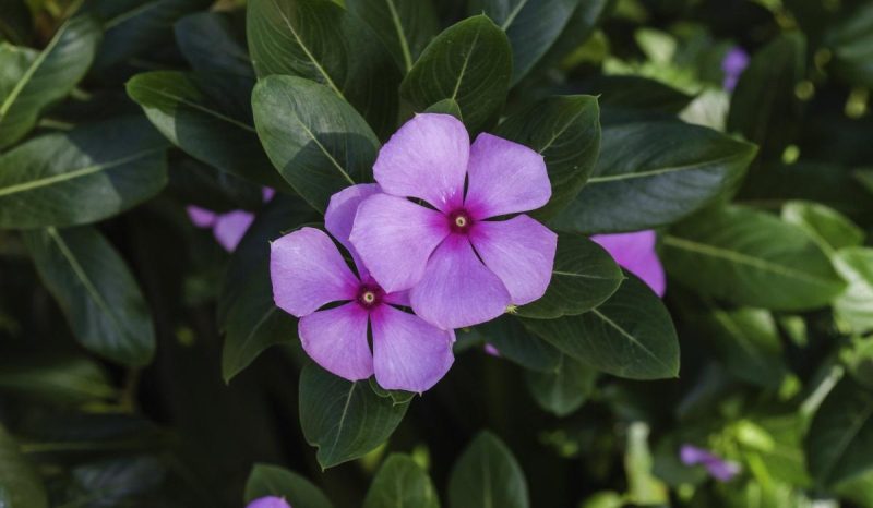 Ці 7 багаторічних рослин красиві, але садити їх не можна: потім не виведете з саду