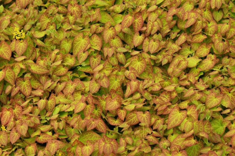 Ці 7 багаторічних рослин красиві, але садити їх не можна: потім не виведете з саду