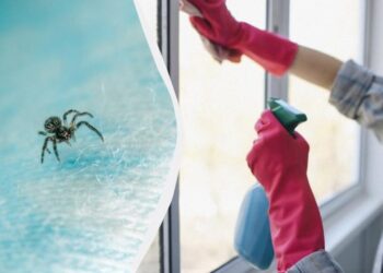 Ці три запахи для павуків нестерпні: як назавжди прогнати комах