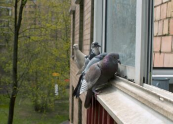 Голуби більше не сядуть на балкони та карнизи: який спосіб відлякує їх на 100%