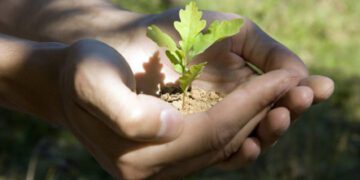 Лісівники ДП «Кролевецький лісгосп» активно працюють у квітні: весняне оновлення та турбота про ліси громади