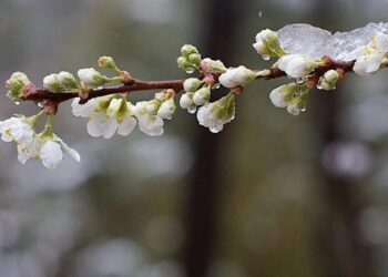 На Сумщині на вихідних — тепло з дощем, а з понеділка повернуться заморозки