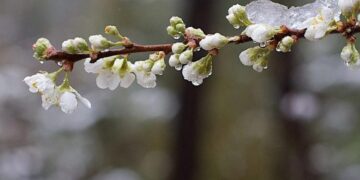 На Сумщині на вихідних — тепло з дощем, а з понеділка повернуться заморозки