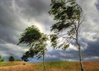 На Сумщині оголошено жовтий рівень небезпеки через сильний вітер