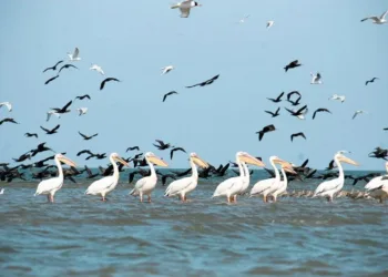 Найекзотичніші птахи України: від рожевих фламінго до нічних мисливців степу