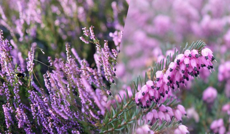 Названо найкращі рослини для могили: посадили один раз і забули - квітнуть самі