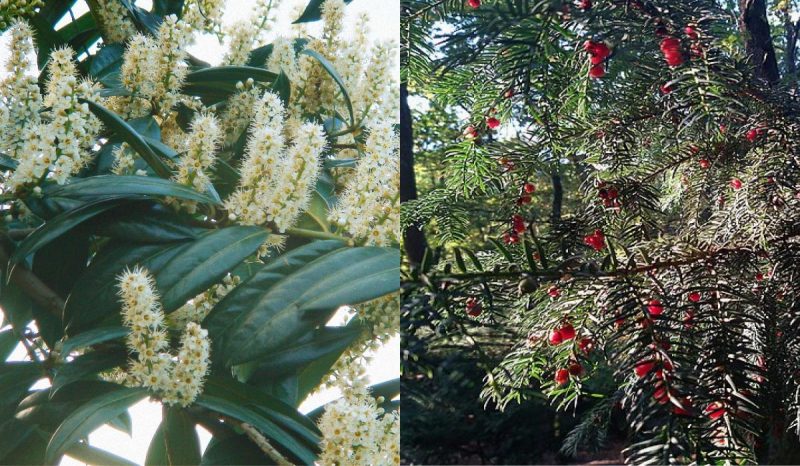 Названо найкращі рослини для могили: посадили один раз і забули - квітнуть самі