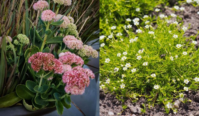 Названо найкращі рослини для могили: посадили один раз і забули - квітнуть самі