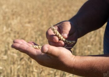 “Стаються жахливі речі”: українські аграрії не хочуть торгувати з Африкою, попри великий попит