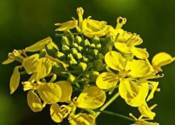 ТОВ «НИВА-АГРОТЕХ» ІНФОРМУЄ