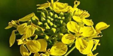 ТОВ «НИВА-АГРОТЕХ» ІНФОРМУЄ