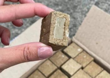 У громадах Конотопського району проведуть імунізацію диких тварин проти сказу